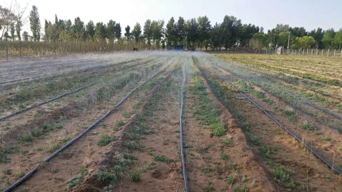 Photovoltaic drip irrigation